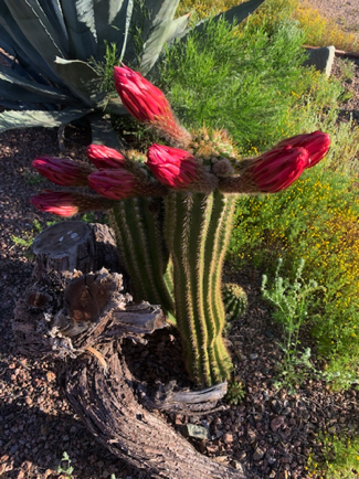 Apr 12 - Today's surprise - Cactus buds! Oooh, the anticipation. What color do you think the flowers will be?